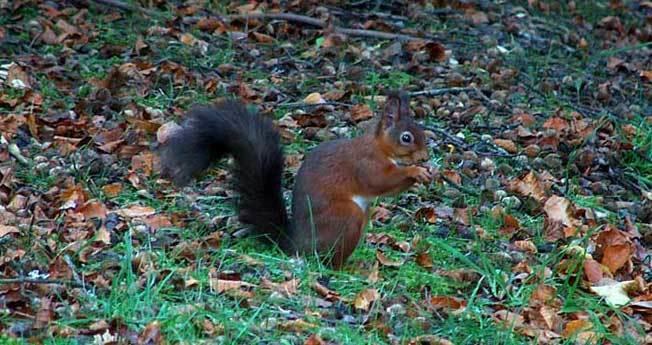 Graysonside Hotel Cockermouth Bagian luar foto
